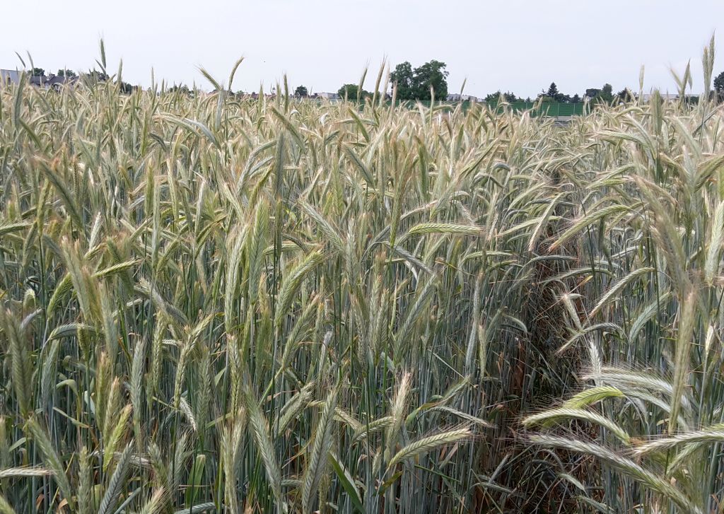 ceny produktów rolnych, ceny zbóż, ceny żyta, żyto