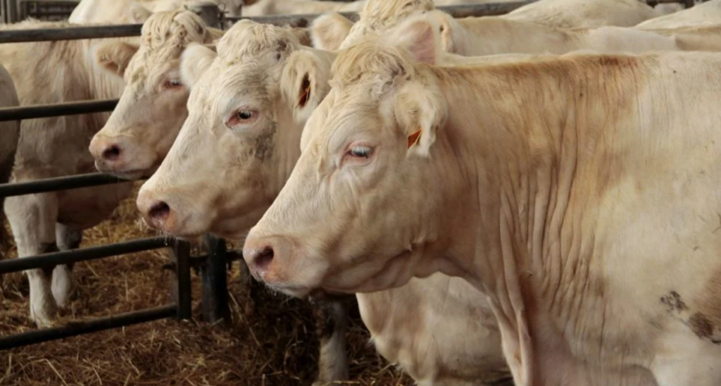 notowania w skupie bydła, bydło