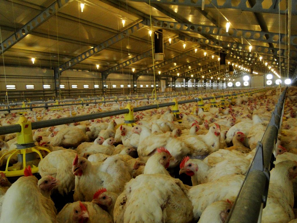 rzekomy pomór drobiu, choroba ND, Newcastle disease, drób, wirus ND, bioasekuracja, Inspekcja Weterynaryjna,