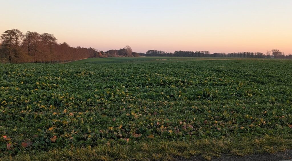 dzierżawa gruntów rolnych