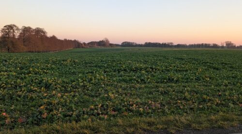 dzierżawa gruntów rolnych