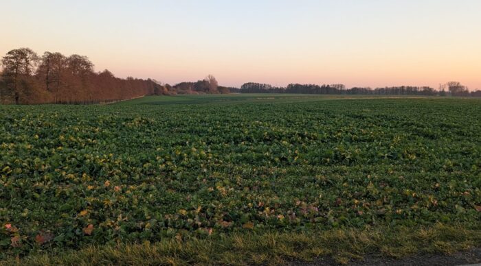 dzierżawa gruntów rolnych