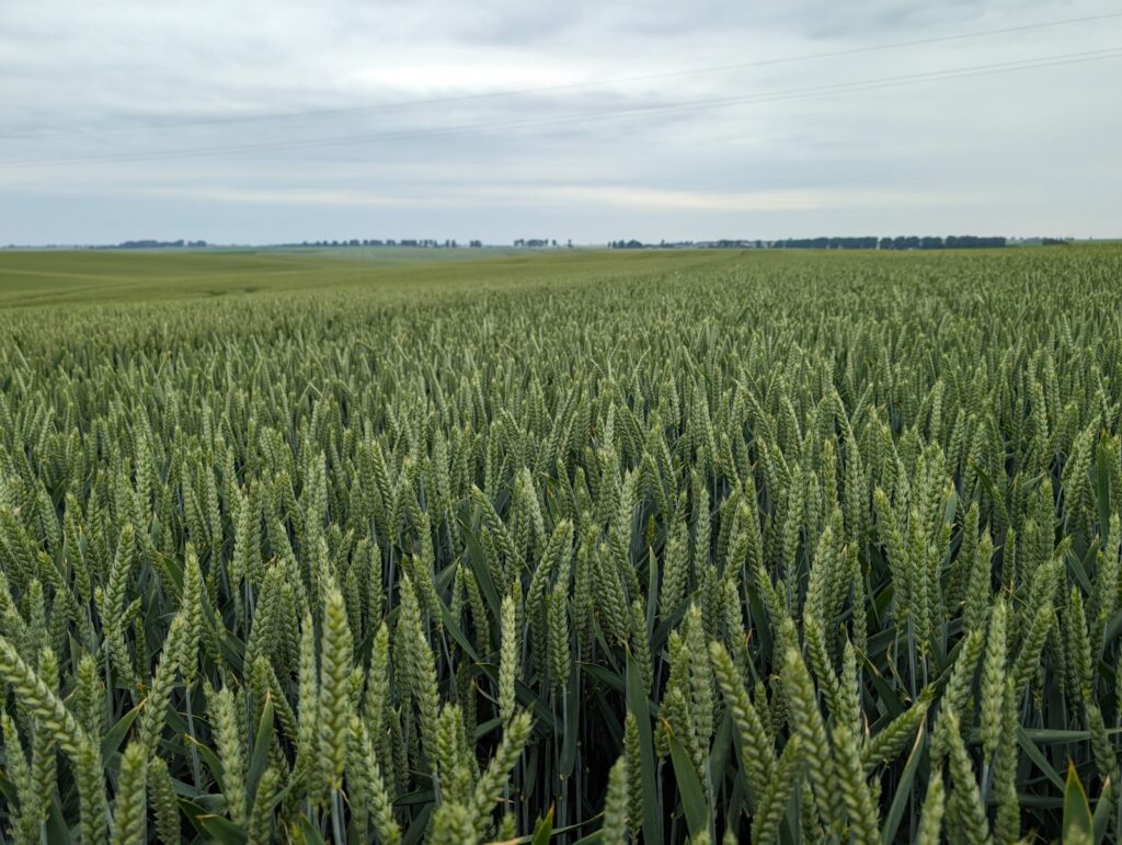 Cena pszenicy konsumpcyjnej