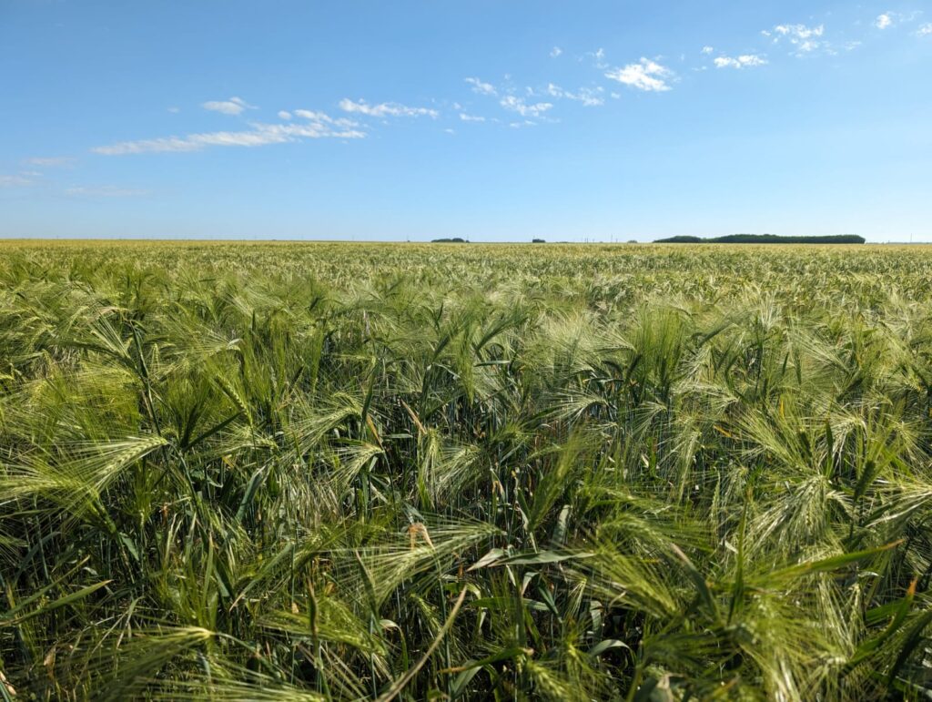 nadpodaż zbóż, zboże