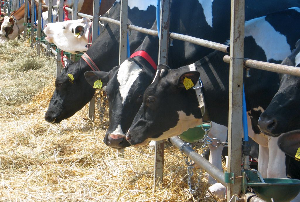 aktywny rolnik, bydło, djp, zwierzęta hodowlane