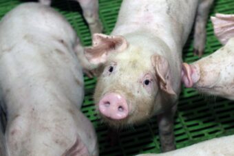 ASF, ponad 3 tys. świń, afrykański pomór świń, trzoda chlewna, powiat świecki, Czaple, Kujawsko-Pomorskie, bioasekuracja, hodowla świń, Inspekcja Weterynaryjna