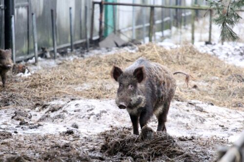ASF, ASF w Niemczech, Saksonia, trzoda chlewna, dziki, wirus ASF