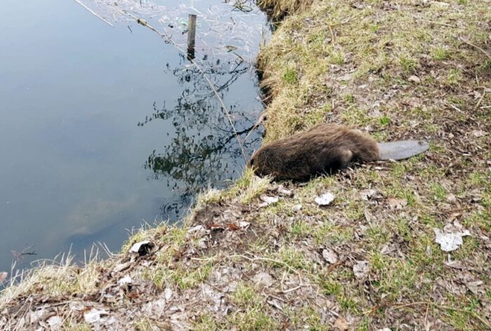 szkody powodowane przez bobry