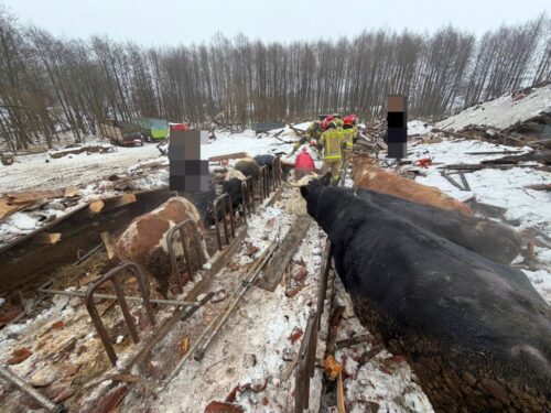 zawalony dach w gospodarstwie