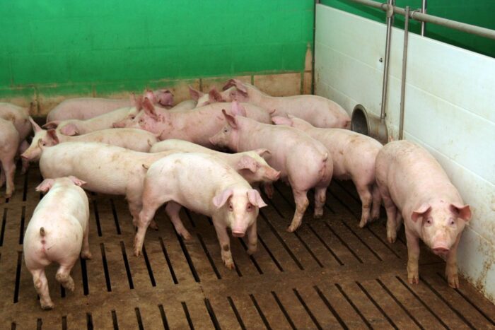 cena tuczników w Niemczech rośnie, VEZG, notowania tuczników, trzoda chlewna, rynek świń, ceny świń rzeźnych