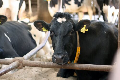 Ceny mleka w UE spadają, mleko, ceny mleka, rynek mleka, ceny, Copa-Cogeca, produkcja mleka, hodowla bydła, UE,
