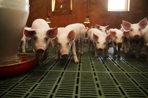 ceny prosiąt, ceny, prosięta, warchlaki, trzoda chlewna, POLPIG, POLSUS, VEZG,