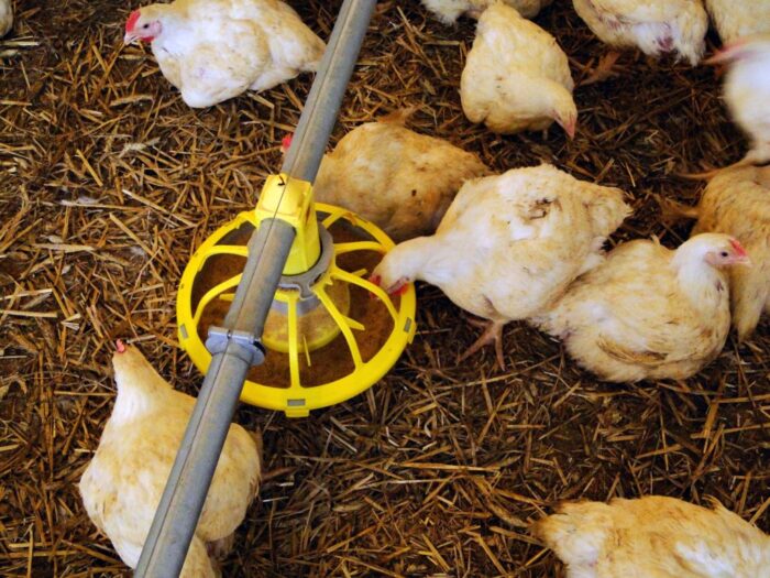 drobiarze chcą mechanizmów ochronnych, drób