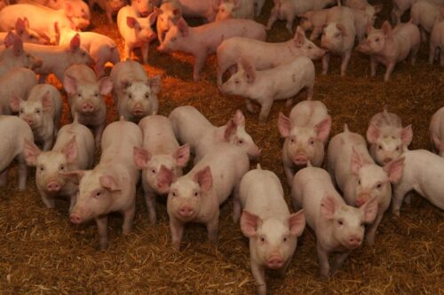 Import duńskich prosiąt, prosięta