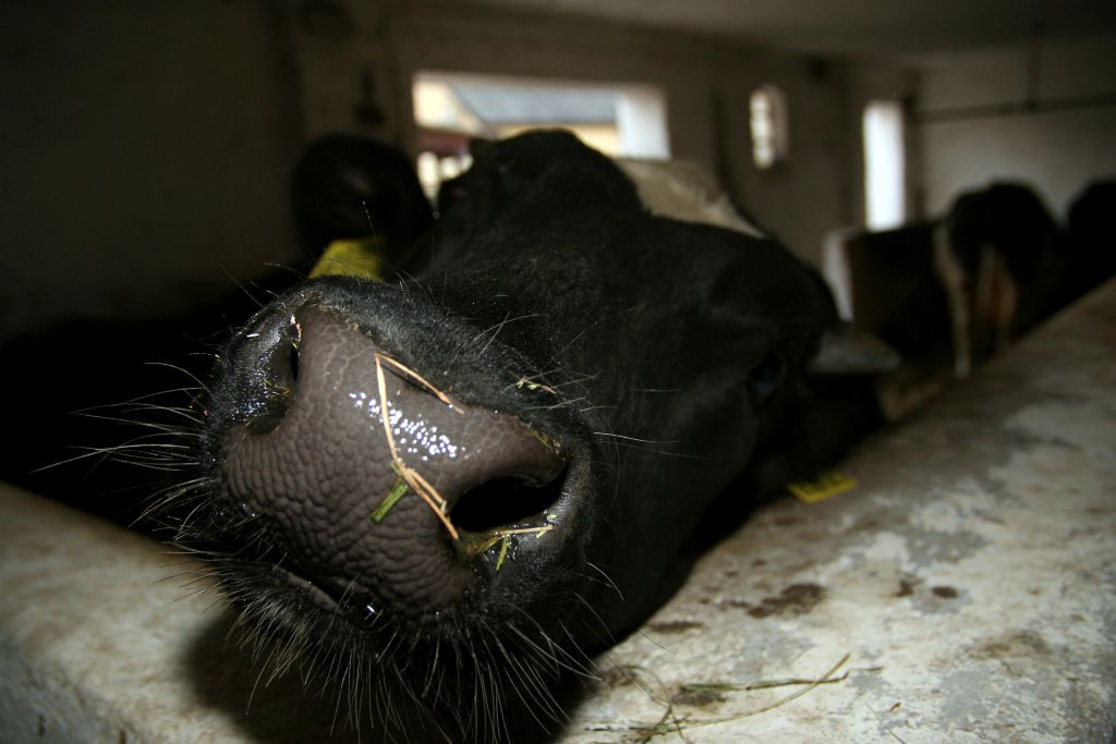 choroba niebieskiego języka, BTV-3, Nowe ognisko BTV-3, bydło, przeżuwacze, restrykcje bioasekuracja, zdrowie zwierząt