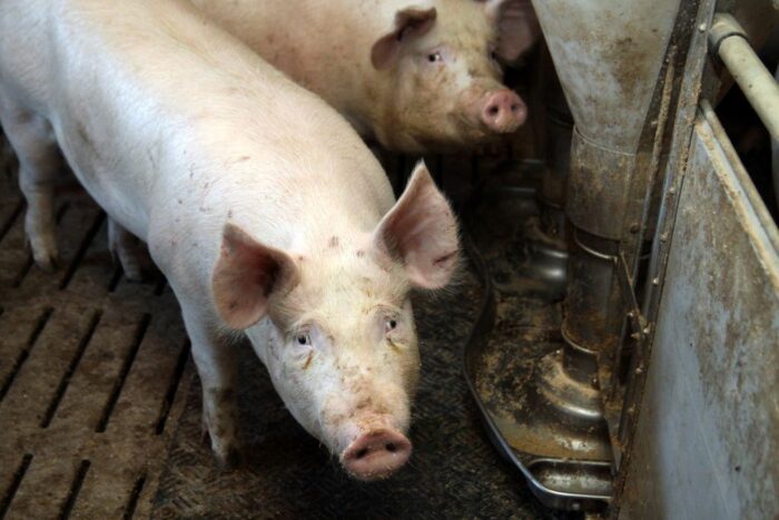 odbicie cen świń, trzoda chlewna, ceny świń, rynek wieprzowiny, ASF Hiszpania, POLPIG, eksport wieprzowiny, ceny tuczników