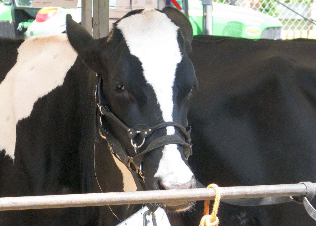 odbiór zwierząt, krowy