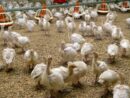 grypa ptaków 2026, HPAI w Polsce, ogniska HPAI w Polsce, Inspekcja Weterynaryjna, H5N1, wirus grypy ptaków