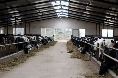 ognisko BT, choroba niebieskiego języka, BTV-3, bydło, hodowla bydła, bioasekuracja, produkcja mleka