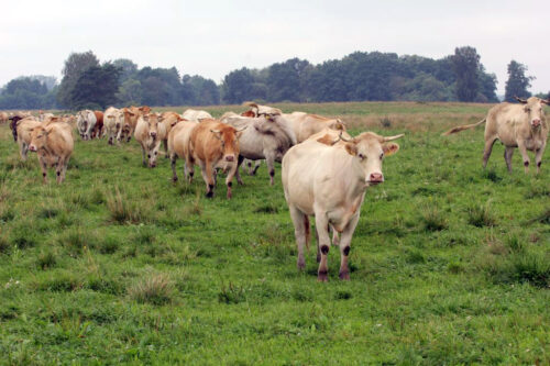 Pierwszeństwo w dzierżawie łąk i pastwisk, pastwiska ZWRSP, hodowcy zwierząt, przetargi rolne, produkcja zwierzęca, trwałe użytki zielone, PPZW