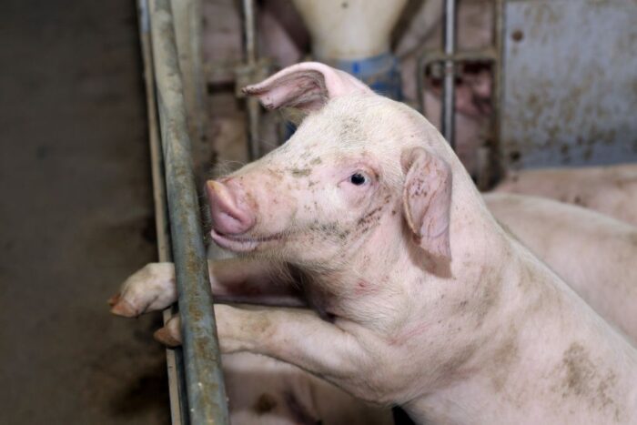 Podaż świń spada, ceny tuczników, ceny, trzoda chlewna, rynek wieprzowiny, VEZG, POLPIG, eksport wieprzowiny, ceny prosiąt