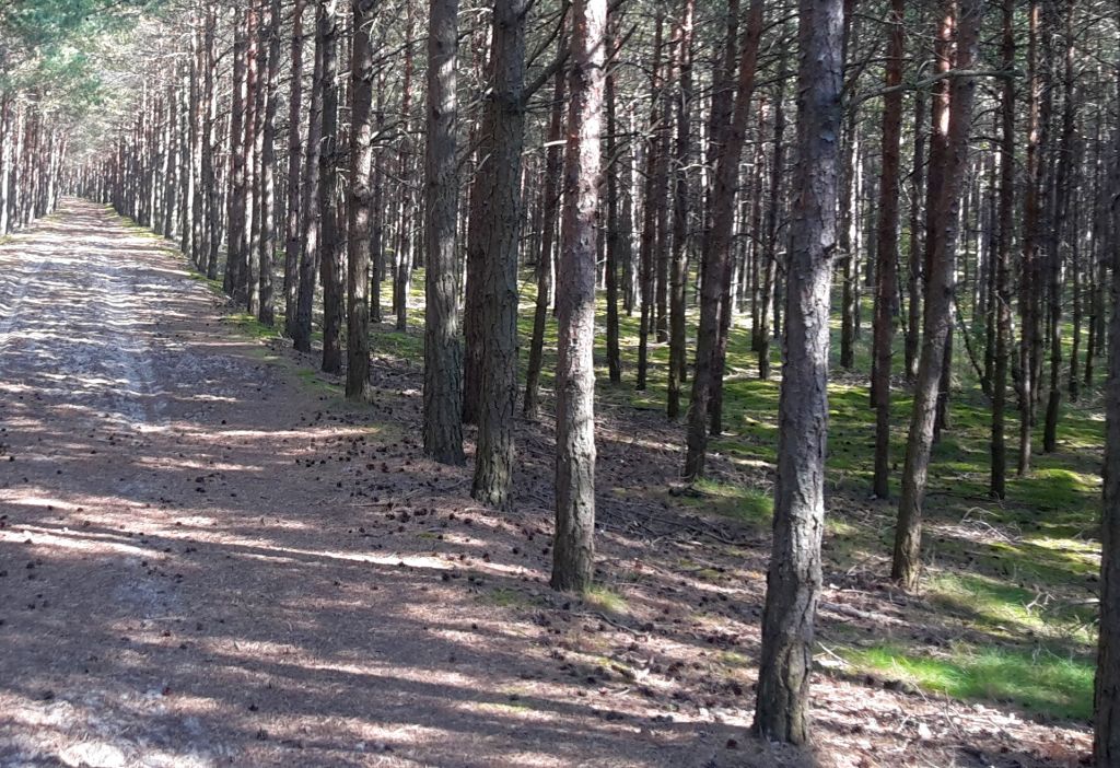 pomoc na zalesienia, premia zalesieniowa