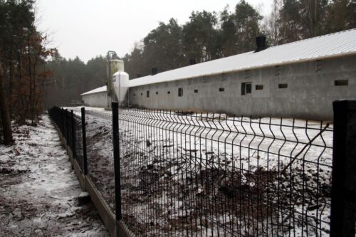 Problemy hodowców świń, trzoda chlewna, hodowcy świń, Mercosur, wieprzowina, produkcja zwierzęca, Gobarto Hodowca