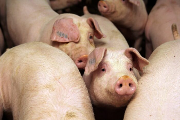 ruch na rynku świń, tuczniki, ceny tuczników, eksport wieprzowiny, ASF, lochy, produkcja świń
