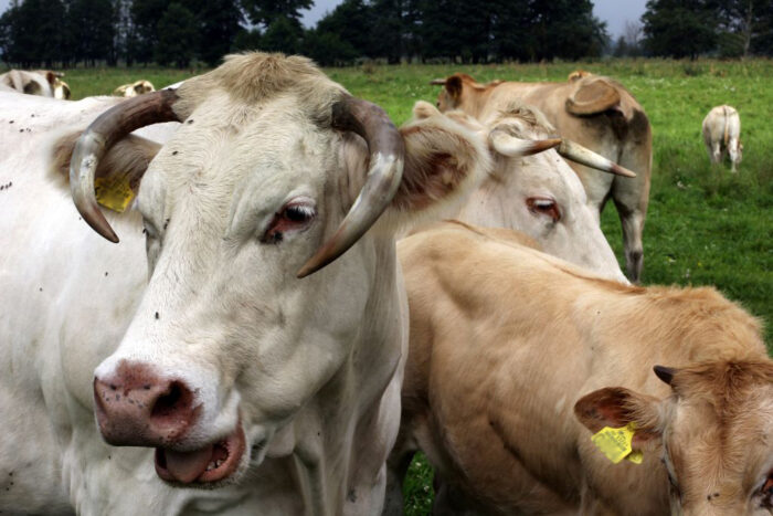 Skażona wołowina z Brazylii, kontrole mięsa, wołowina z Brazylii, RASFF, import wołowiny,