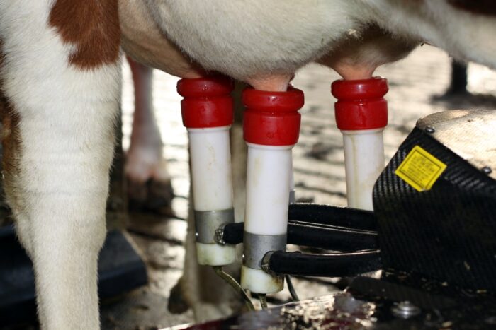 skup mleka rośnie, mleczarstwo, produkcja mleka, GUS, Eurostat, rynek mleka, rolnictwo, hodowla bydła,