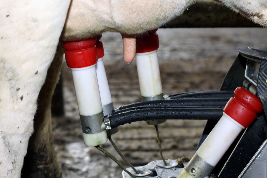 styczniowa cena mleka, ceny mleka, ceny, rynek mleka, produkcja mleka, mleczarstwo, mleczarnie, mleko