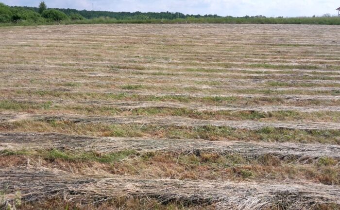 susza na łąkach
