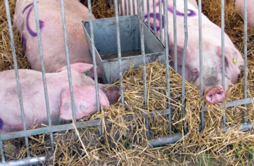 sytuacja na rynku trzody