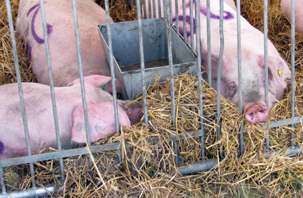 trzoda chlewna, rynek trzody, sytuacja na rynku trzody, hodowcy