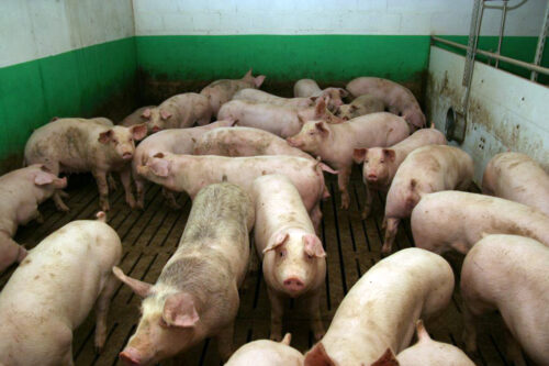 Trend wzrostowy na rynku świń, tuczniki, ceny tuczników, ceny, VEZG, rynek trzody chlewnej, wieprzowina, POLSUS