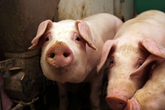 Tuczniki w Polsce są droższe niż w Niemczech, cena tuczników, VEZG, POLSUS, ceny tuczników w Polsce, notowania VEZG, rynek świń