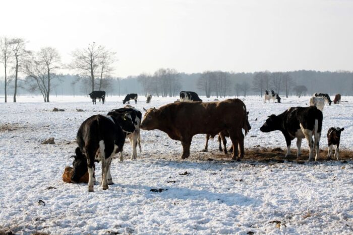 ubezpieczenie zwierząt, zwierzęta