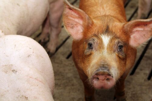 VEZG podnosi cenę tuczników, tuczniki, cena tuczników, cena, Niemcy, giełda VEZG, trzoda chlewna