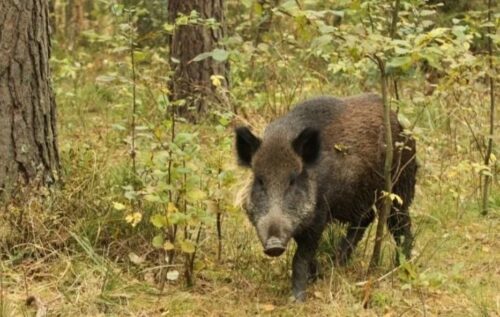 Wirus asf u dzików, afrykański pomór świń, ogniska ASF u dzików, trzoda chlewna, bioasekuracja, GIW, dziki