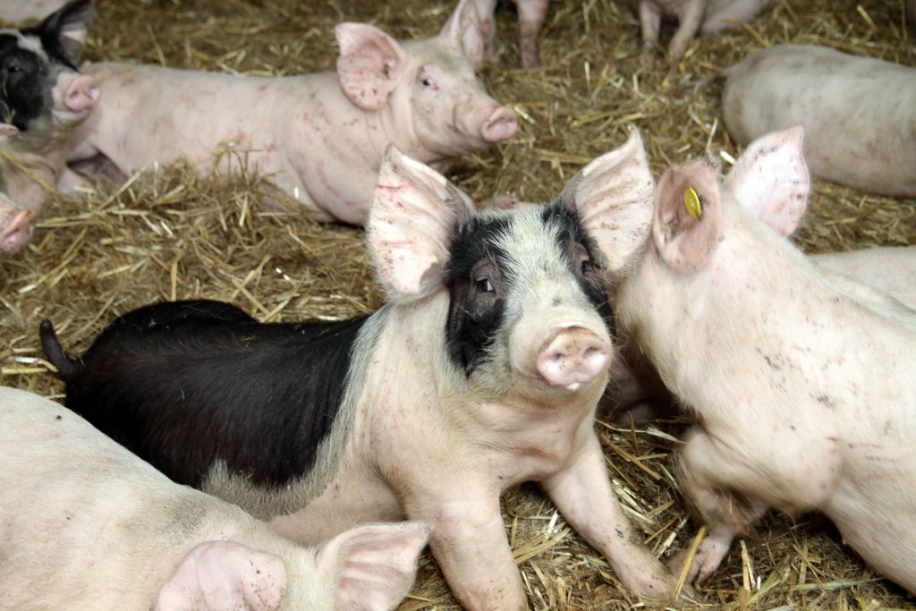 Wirus ASF w Hiszpanii, ASF, afrykański pomór świń, Hiszpania, dziki, bioasekuracja, trzoda chlewna, wirus ASF