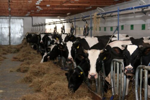 choroba niebieskiego języka, BTV, wirus BTV-3, bydło, ognisko BTV, produkcja bydła, zdrowie zwierząt,