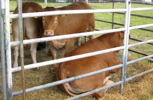 klauzule ochronne przed Mercosur