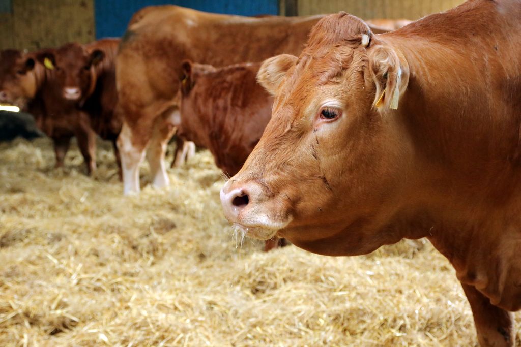 Wołowina z Mercosuru i Australii, wołowina