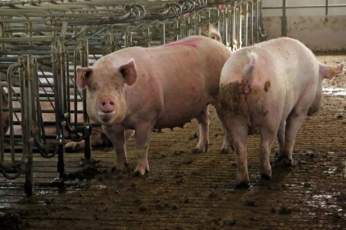 ASF, Korea Południowa, trzoda chlewna, choroby zwierząt, bioasekuracja, pasze, dziki, hodowla świń