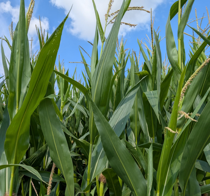 surowce do produkcji biogazu, kukurydza