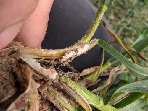 pałecznica zbóż i traw