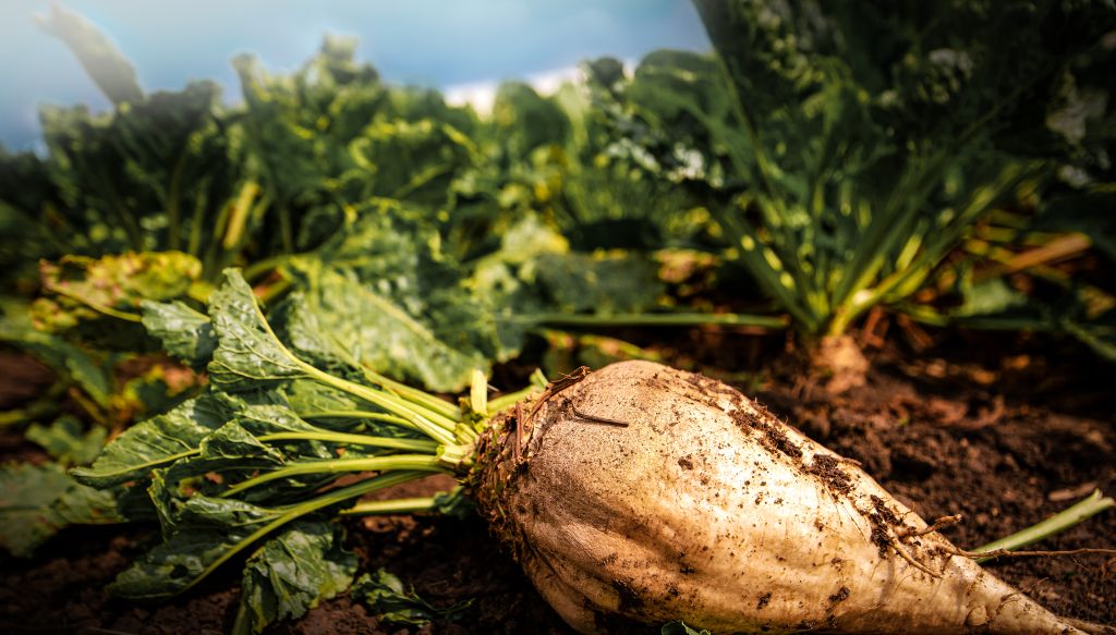 burak cukrowy, fungicyd, Queen™, Corteva, ochrona roślin, chwościk buraka, mączniak buraka, rolnictwo, środki ochrony roślin