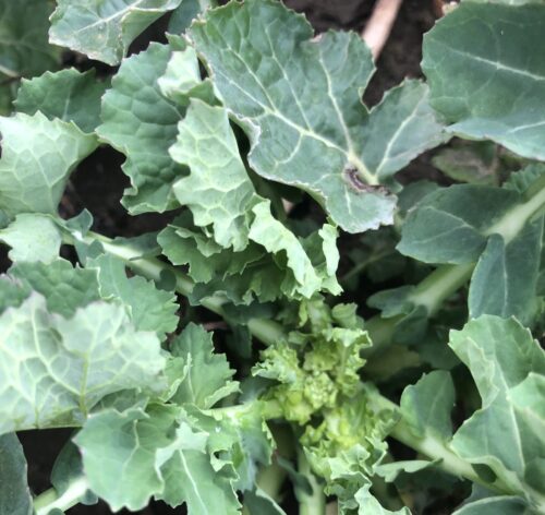 rzepak, preparaty mikrobiologiczne w rzepaku