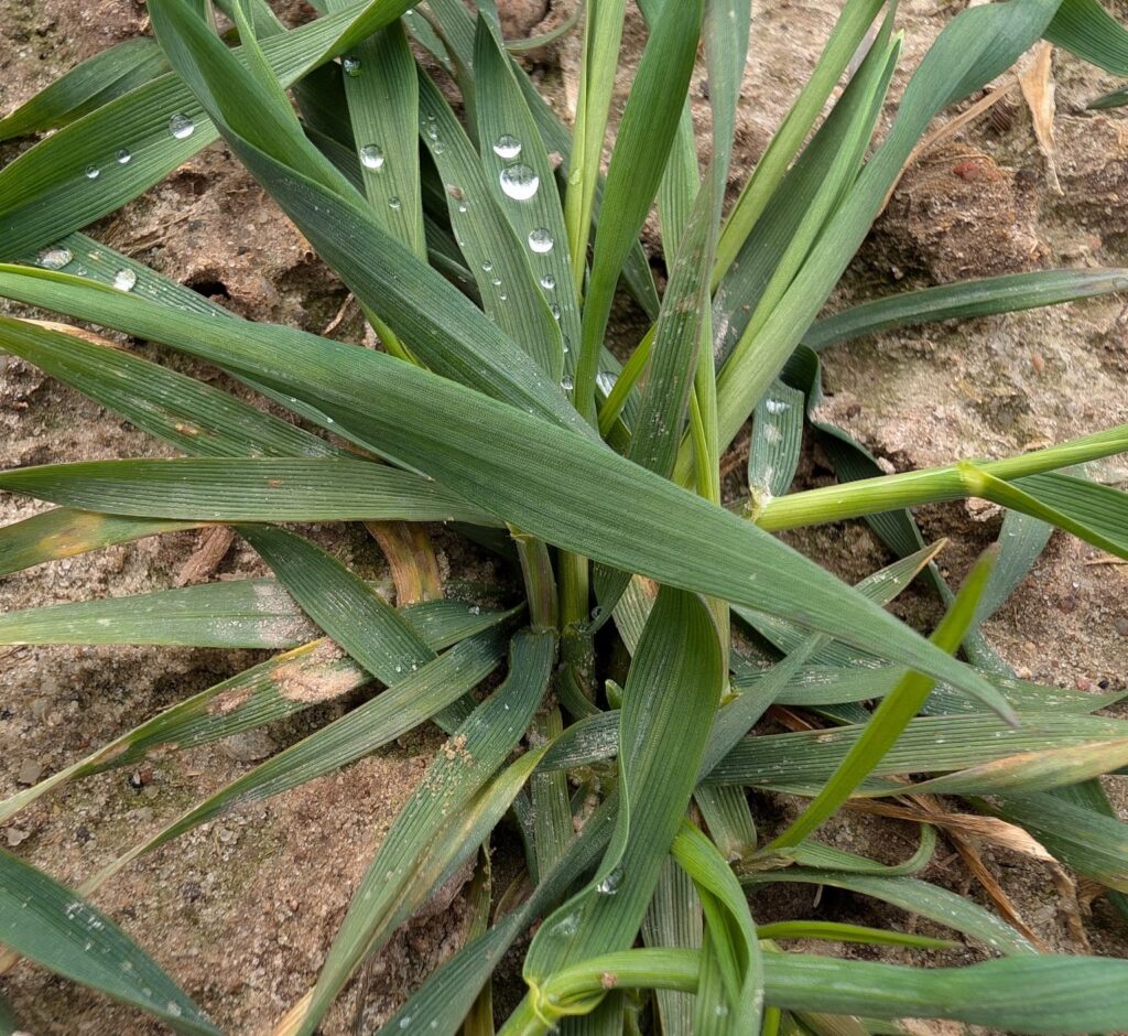 biostymulacja, oziminy