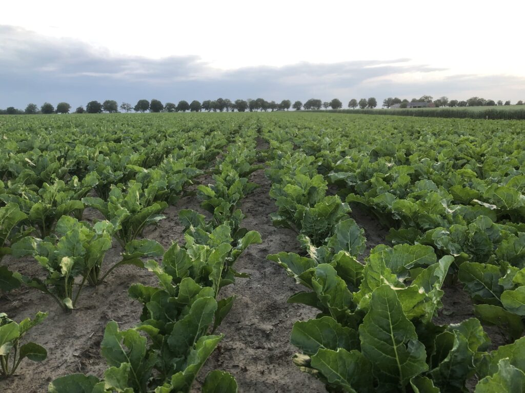 buraki cukrowe, wyburaczenie gleby